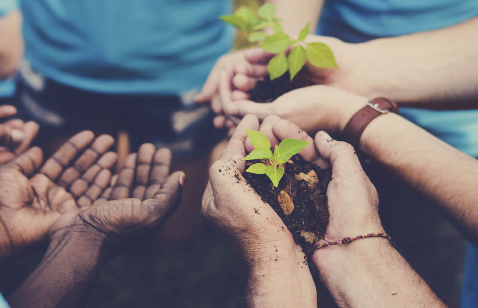 Hands of people holding a plant with dirt